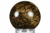 Polished Fossil Stromatolite (Chlorellopsis?) Sphere - Wyoming #369066-1